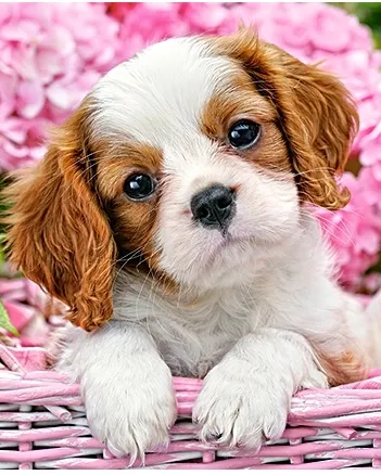 Produit Pup in Punk Flowers Image