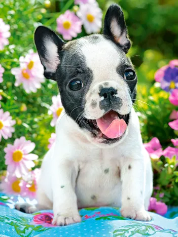 Produit Bouledogue Français Image