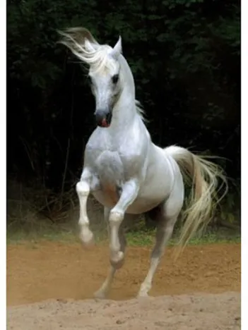 Produit Cheval blanc Image