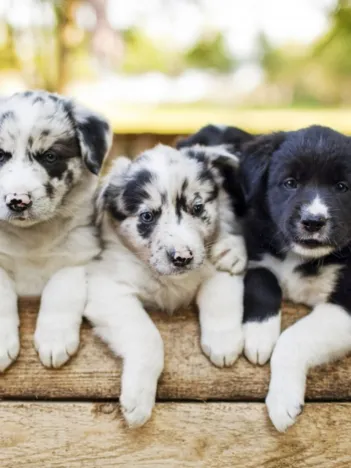 Produit Chiots Border Collier Image