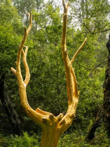 Produit Forêt de Brocéliande Image