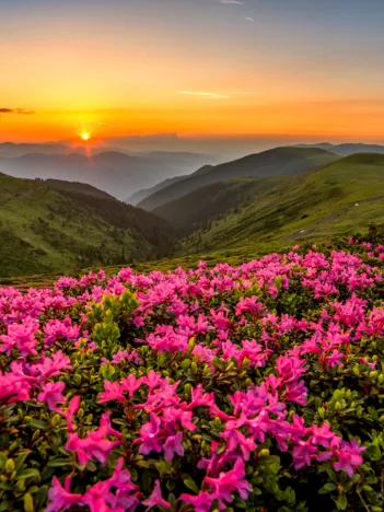 Produit Crépuscule Rose Image