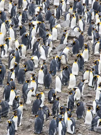 Produit King Penguin Colony Image