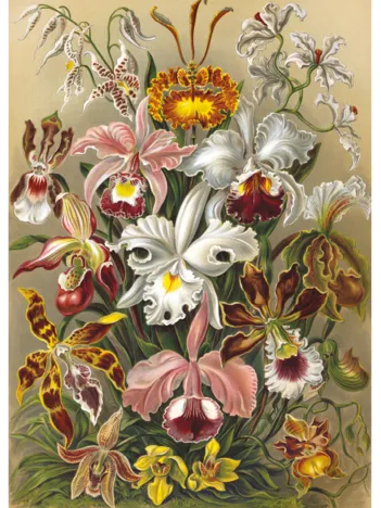 Produit Bouquet de Fleurs Image