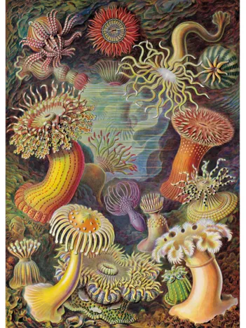 Produit Algues Marines Image