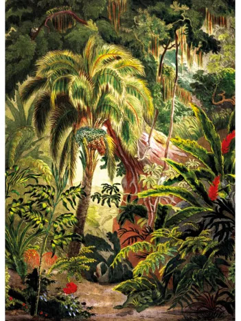 Produit Rainforest Image