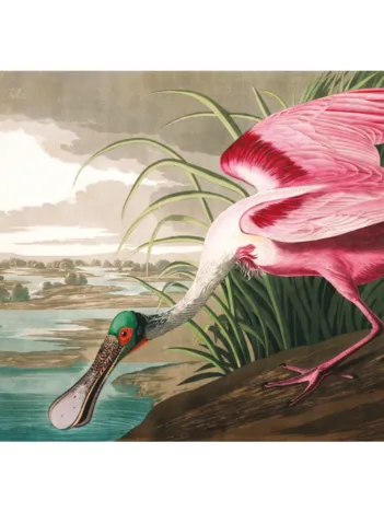 Produit Oiseau Rose Image