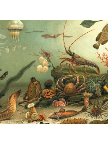 Produit Animaux Marins Image