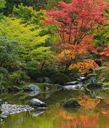 Produit Aaron Reed - Zen Reflection Image