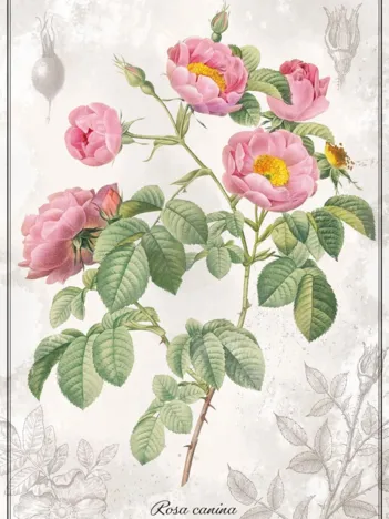 Produit Botanic Collection - Rose Image