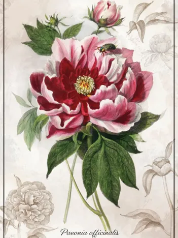 Produit Botanic Collection - Pivoine Image