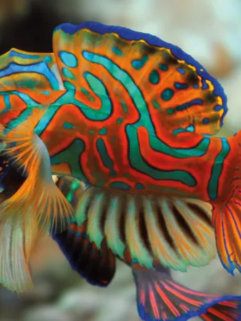 Produit Nature Colorée - Mandarinfish Image