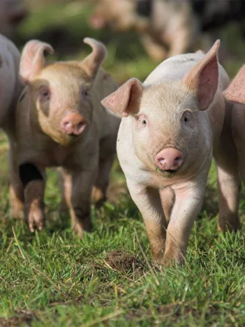 Produit RSPCA Curly Tails Image