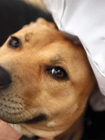 Produit RSPCA Puppy Love Image