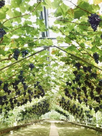 Produit Belgique : Overijse Image