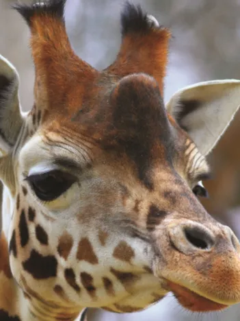 Produit Girafon Image