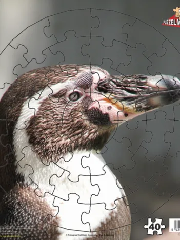 Produit Pingouin Image