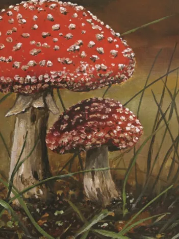 Produit Nico Bulder : Champignons Image