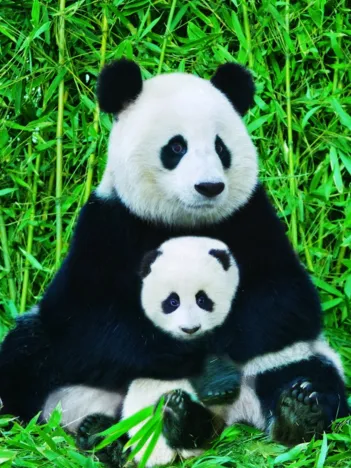 Produit La Famille Panda Image