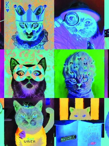 Produit Funny Cats Image