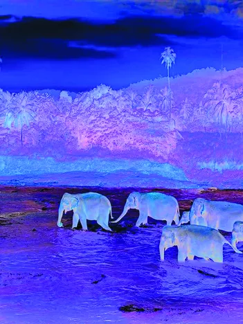 Produit Save our Planet Collection - Forêt Tropicale Image