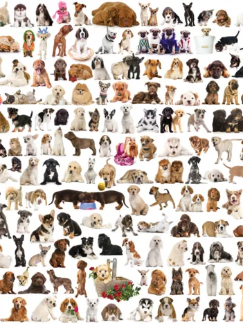 Produit Un Monde de Chien Image