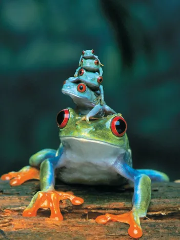 Produit 3 Grenouilles aux Yeux Rouges Image