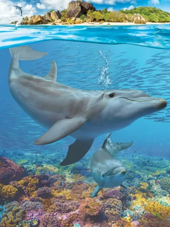 Produit Save the Planet - Dolphins Image