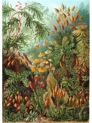 Produit Puzzle en Bois Découpé à la Main - Ernst Haeckel - Planche Botanique Image