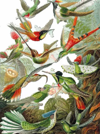 Produit Puzzle en Bois Découpé à la Main - Ernst Haeckel - Les Colibris Image