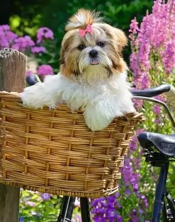 Produit Pièces XXL - Feel Well & Puzzle - Petit Chien Mignon Image