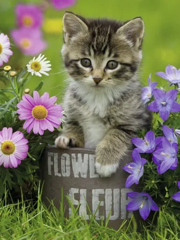 Produit Chaton dans les Fleurs Image