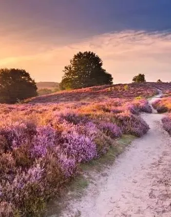 Produit Traumpfad En Rose Image