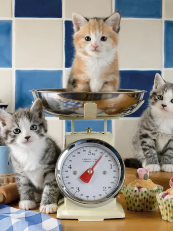 Produit Chatons dans la Cuisine Image