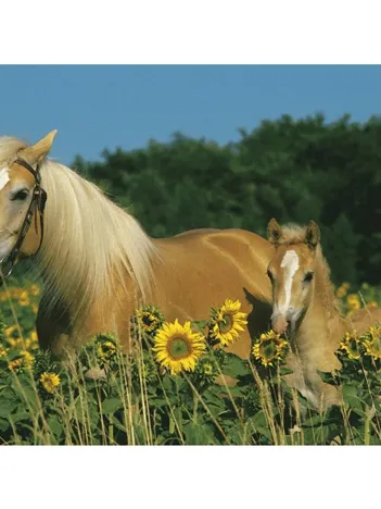 Produit Mon cheval Image