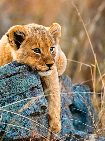 Produit Young Lion Image