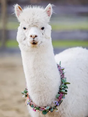 Produit Puzzle Moment - Alpaka Image