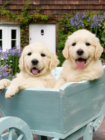 Produit Bien Être & Puzzle - Golden Retriever Image