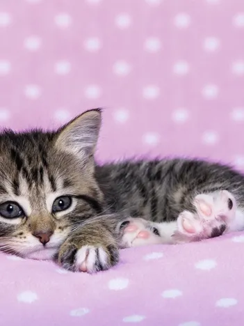 Produit L'heure de la Sieste du Chaton Image