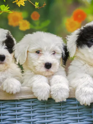 Produit Pièces XXL - Chiots en Peluche Image