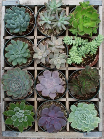 Produit Relax - Green Image