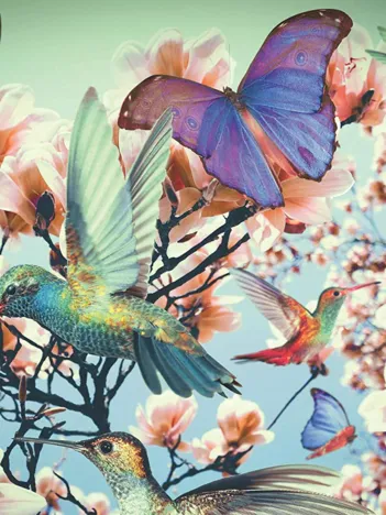 Produit Relax - Hummingbird Image