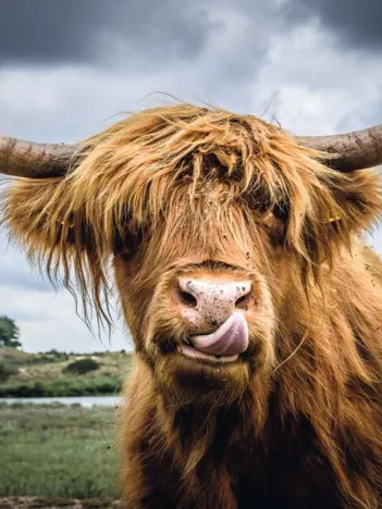 Produit Puzzle Moment - Highland Cattle Image