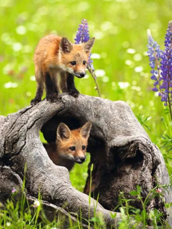 Produit Pièces XXL - Renards Curieux Image