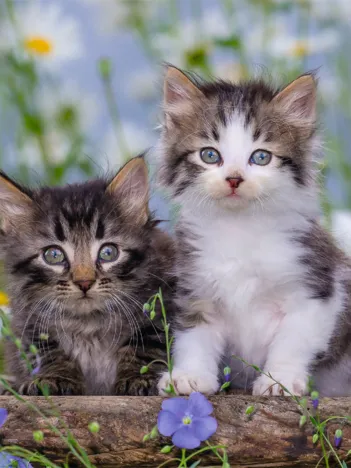 Produit 3 Puzzles - Chatons tigrés Image