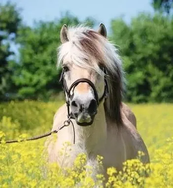 Produit Cheval Dans Un Champ De Colza Image