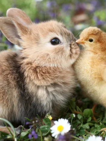 Produit Lapin et Poussin Image