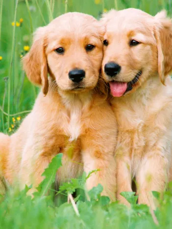 Produit Les Frères Golden Retriever Image