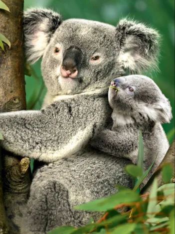 Produit Koalas Image