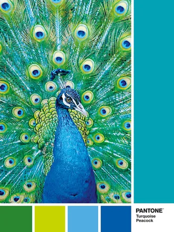 Produit Pantone - Peacock Blue Image